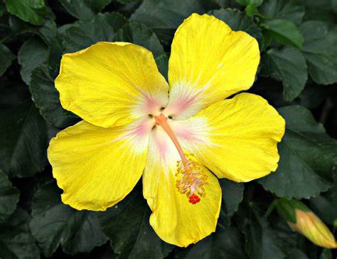Hawaiian Hibiscus Temporary Tattoos